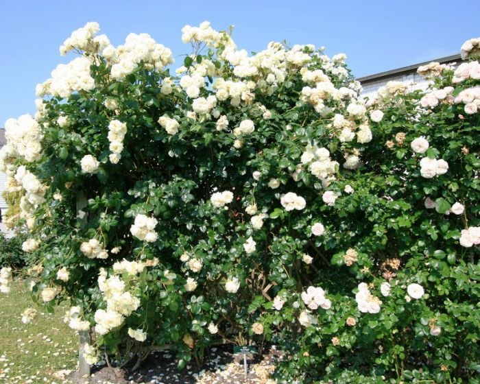 Плетистая роза «Эльф» - сильнорослый куст, обильного цветения.