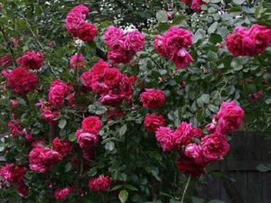 Цветы у розы Лагуна полумахровые, декоративность не страдает из-за дождя, могут цвести до заморозков. Поэтому стоит вовремя начать удалять завязи перед зимовкой, чтобы растение успело набрать силы.