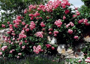 Сорт плетистой розы «Хендель – Handel».