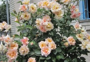 Плетистая роза Compession отличается высокой декоративностью цветения, но требует идеальных климатических условий.