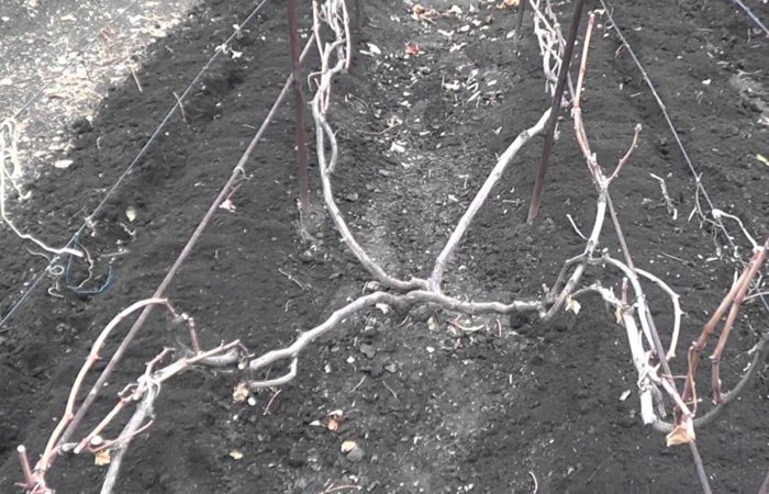 Виноградная лоза без листвы
