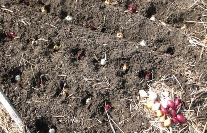 Луковицв посажены в почву