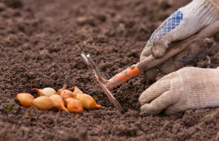 Подготовка почвы для посадки лука