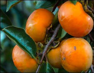 Growing Persimmons From Seed