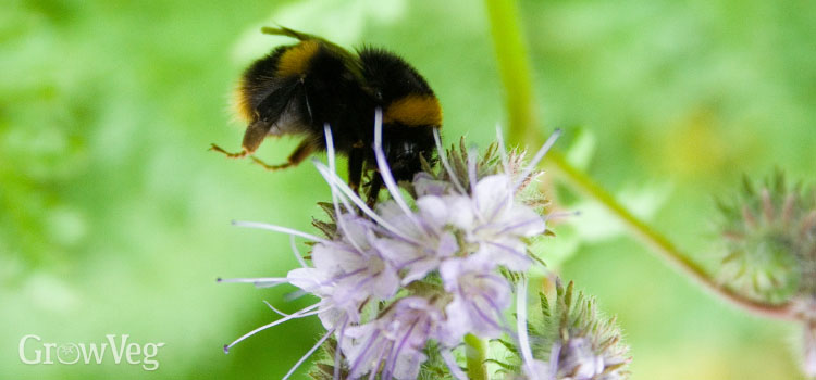 https://s3.eu-west-2.amazonaws.com/growinginteractive/blog/bee-phacelia-2x.jpg