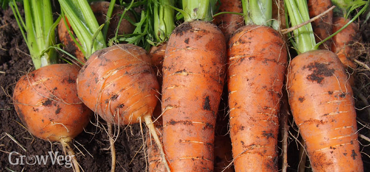 A selection of long rooted and round rooted carrots
