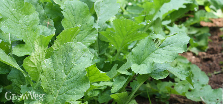 https://s3.eu-west-2.amazonaws.com/growinginteractive/blog/daikon-radish-green-manure-2x.jpg