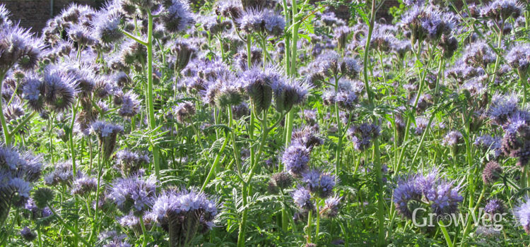 https://s3.eu-west-2.amazonaws.com/growinginteractive/blog/phacelia-2x.jpg