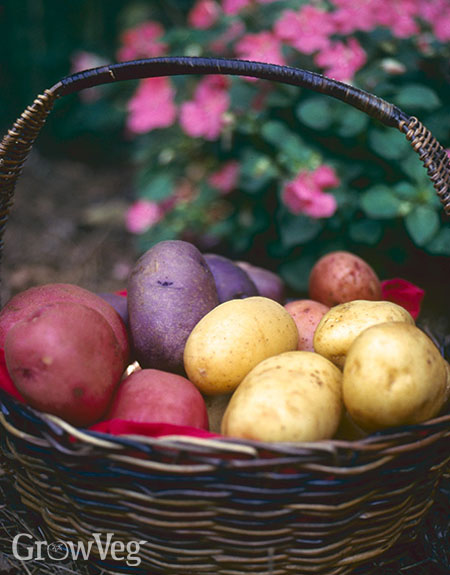 Potato basket