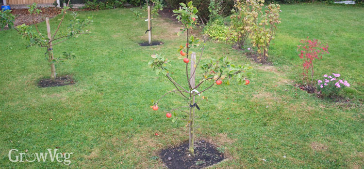 Planting a fruit tree