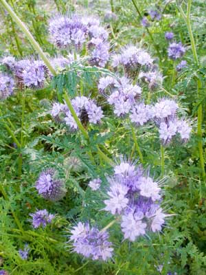 Phacelia