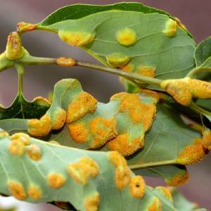 Ржавчина листьев - фото болезни растений 