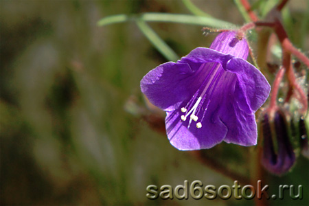 Фацелия колокольчатая (Phacelia campanularia)