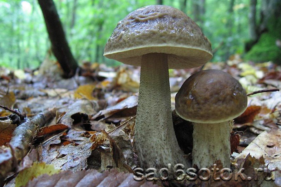 Подберезовик серый (грабовик) (Leccinum carpini)