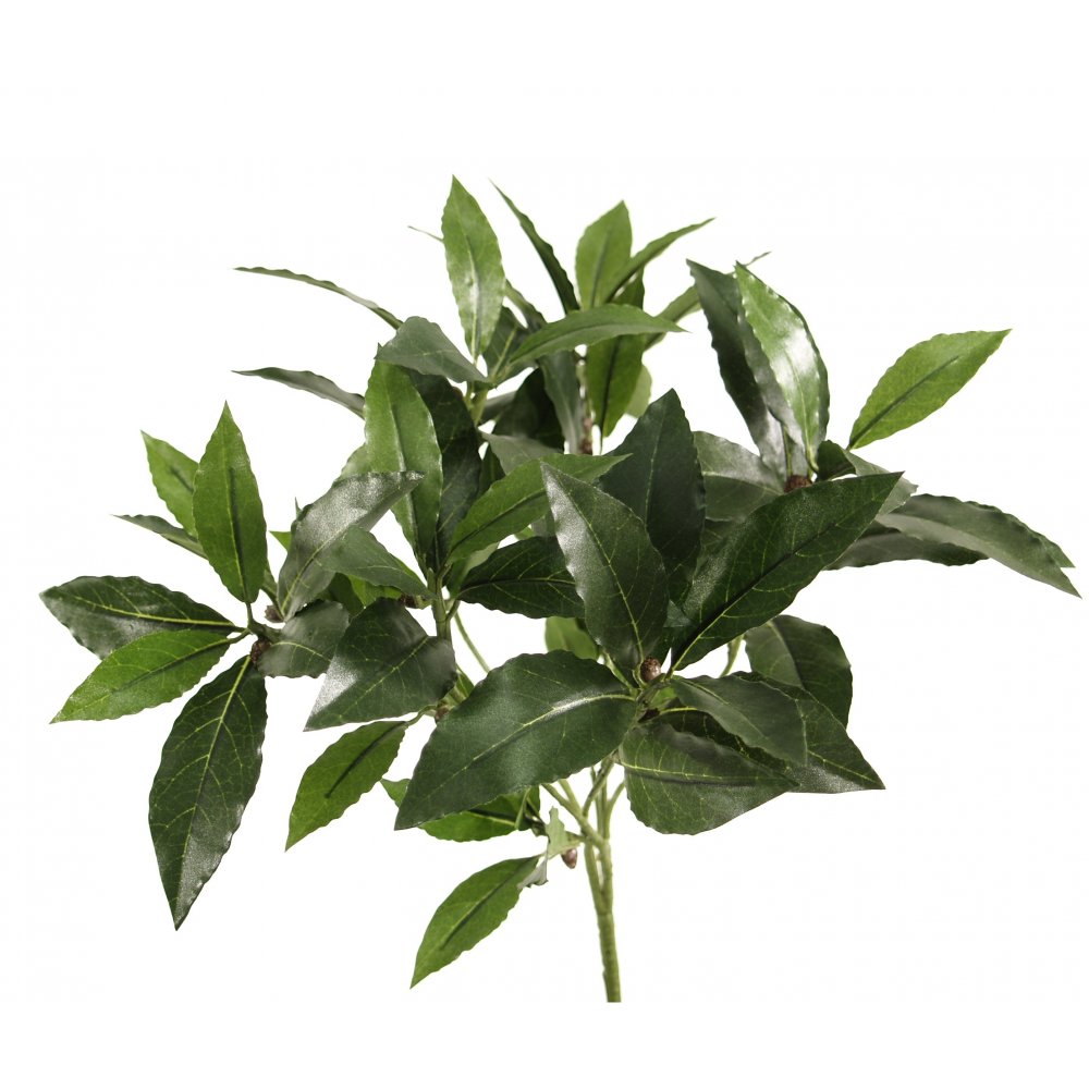 лавровое дерево уход в домашних условиях