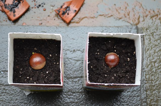 Как пересадить каштан в открытый грунт