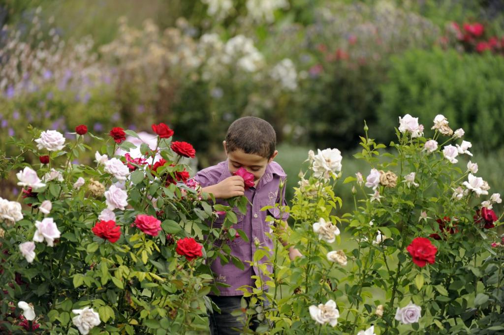 розы в саду фото оформление участка