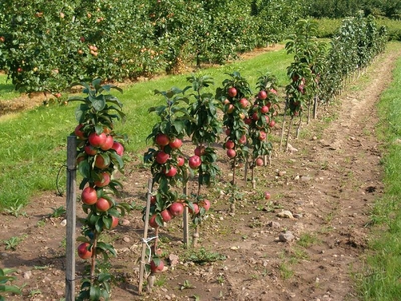 От чего зависит, когда сажать саженцы яблони?