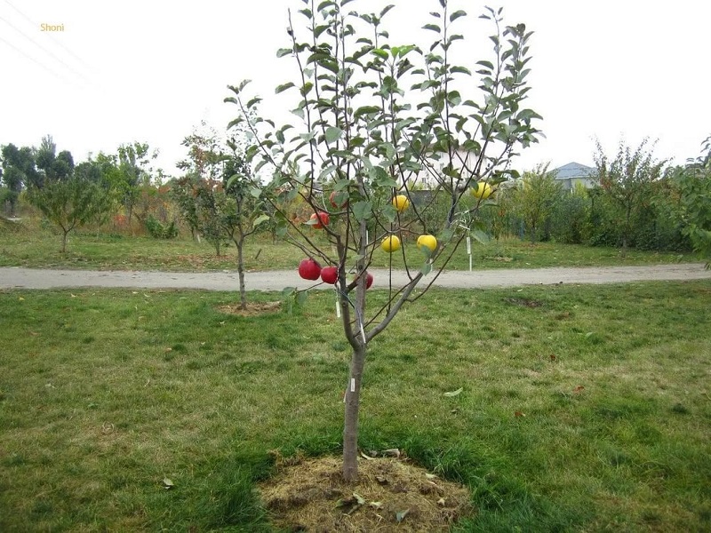 Здоровый саженец яблони нельзя сажать в промёрзшую почву