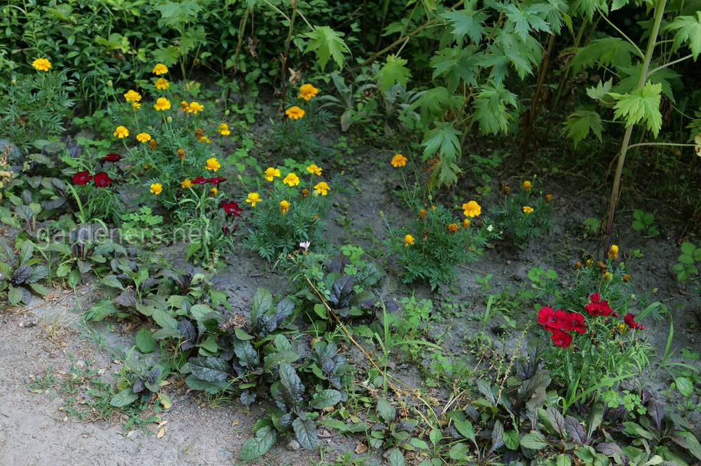 Какие цветы сажают на кладбище многолетние фото