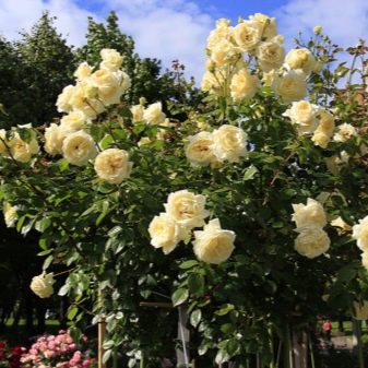 Плетистая роза «Эльф»: описание сорта, посадка и уход