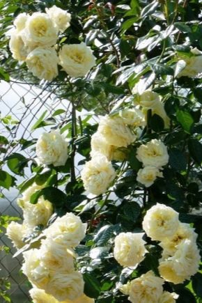 Плетистая роза «Эльф»: описание сорта, посадка и уход