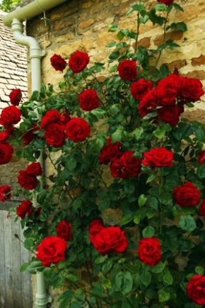 Роза «Сантана»: особенности и рекомендации по уходу