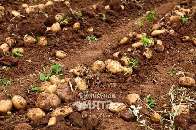 Картофель растет в земле