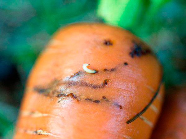 Личинка морковной мухи - вредитель моркови и огорода на дачном участке