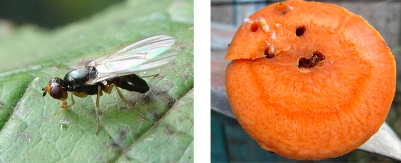 Морковная муха - вредитель огорода (фото и описание)