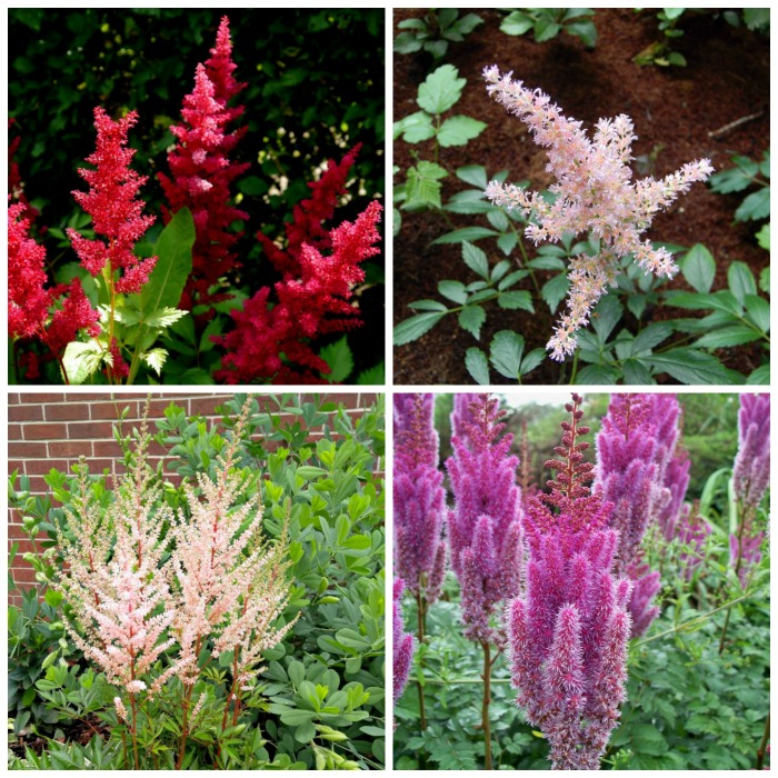 Astilbe colors photo gallery