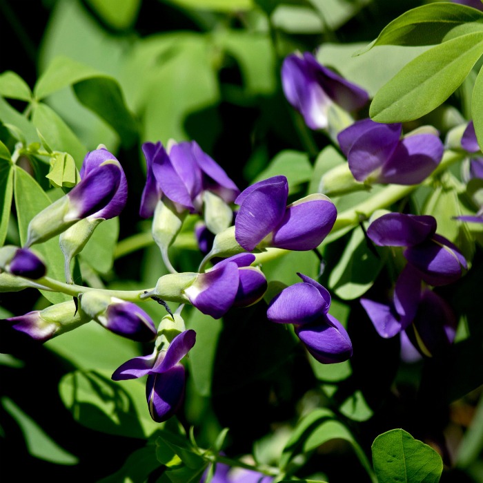 Baptisia australis is at home in both sun and partial shade