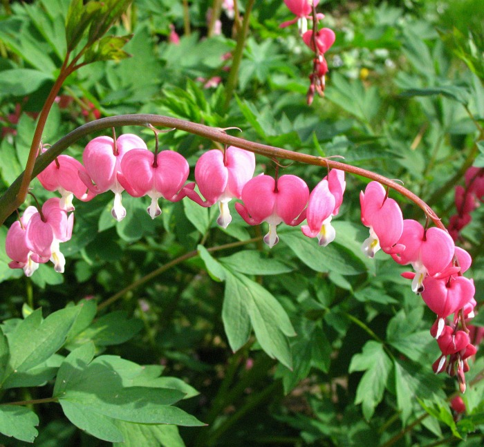 Who can resist this row of Bleeding hearts?