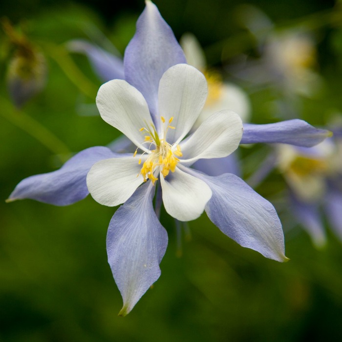 Delicate flower of the columbine plant.