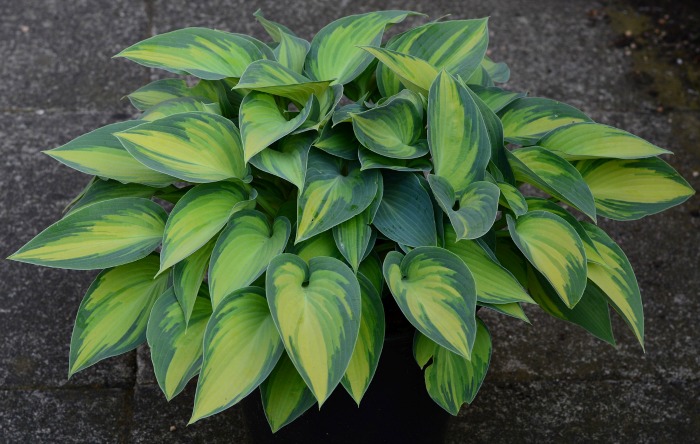 Hostas add lots of leaf color to any shady spot