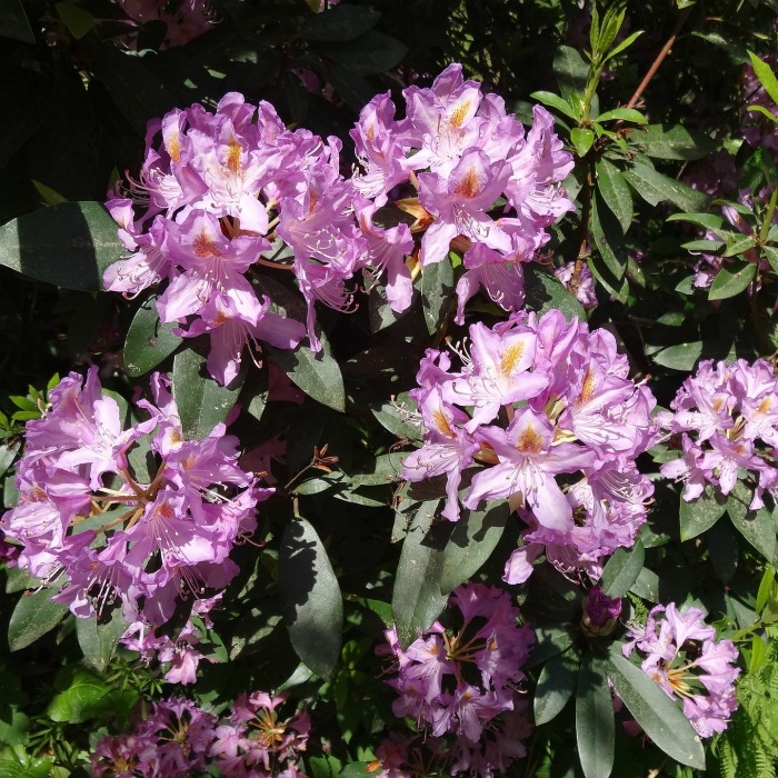 Rhododendrons like shade, and love to be mulched well to retain moisture.
