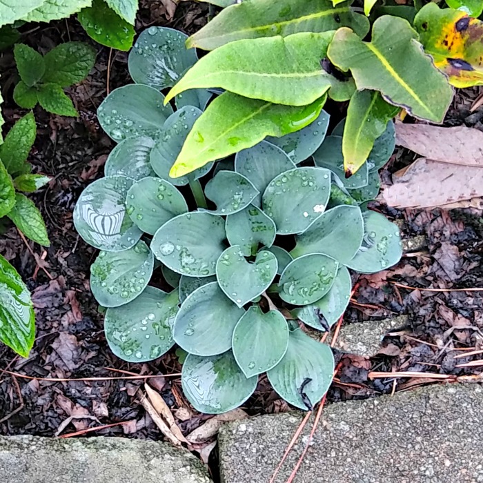 Dwarf Hosta cat and mouse in a garden bed