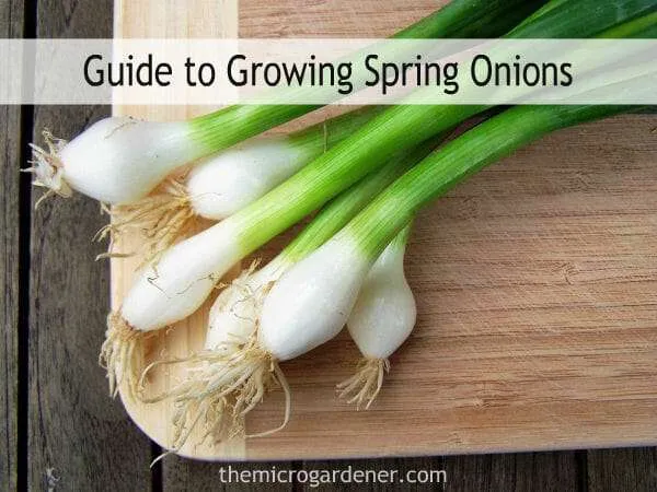Sensational spring onion salsa