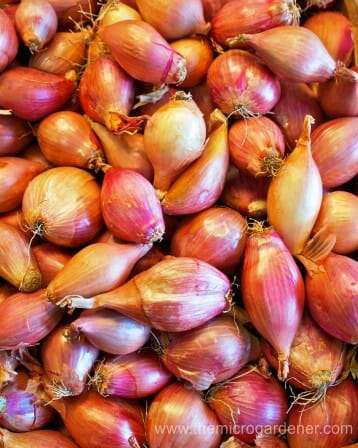 Small shallot bulbs.