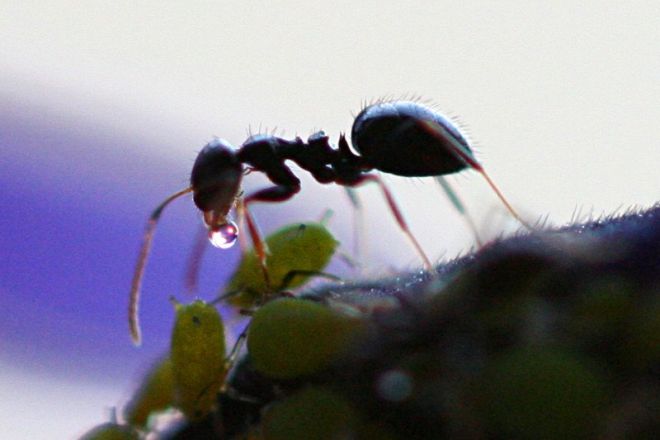 «Падь» как причина для симбиоза: тля производит «падь» для муравьёв, которые охраняют тлей от врагов