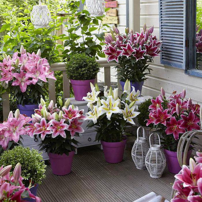 how to store Lily bulbs