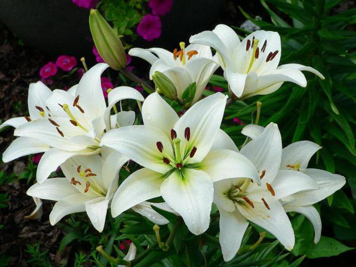 how to store Lily bulbs until spring