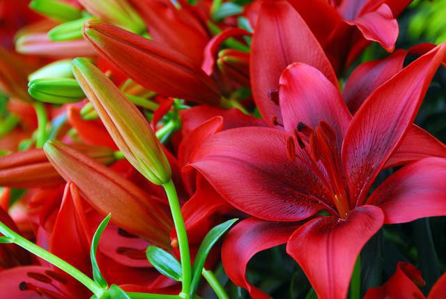 how to store Lily bulbs before planting in the spring