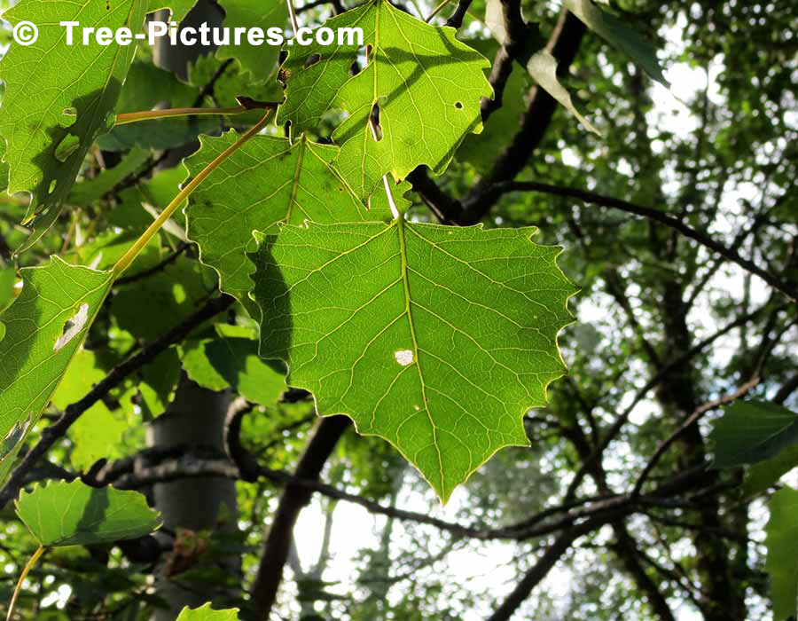Как выглядит дерево осина фото летом листочки