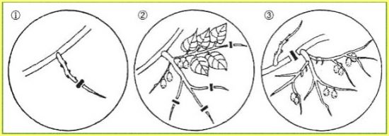 Схема обрезки киви