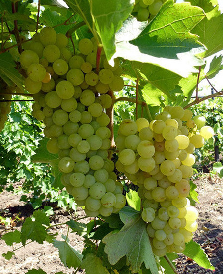виноград Лиепаяс Дзинтарс