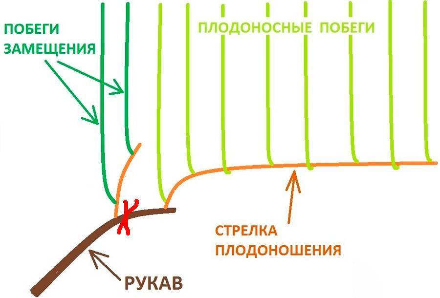 Обрезка винограда. При ежегодной обрезке в плодовом звене отплодоносившую стрелку вместе с побегами удаляют, а из побегов, развившихся на сучке замещения, создают новое звено.