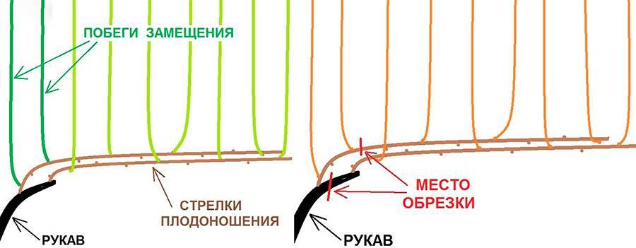 Обрезка усиленного плодового звена без сучка замещения.