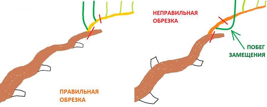 Правильная обрезка винограда. Сучок замещения всегда нужно оставлять с одной и той же стороны рукава, тогда все порезы на рукаве всегда будут оставаться с одной и той же стороны.