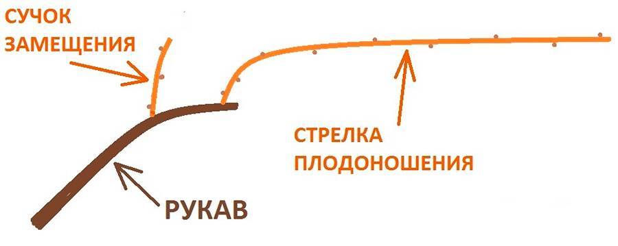 Обрезка винограда. Классическое плодовое звено с сучком замещения. Сучек замещения всегда должен быть ближе к голове куста.